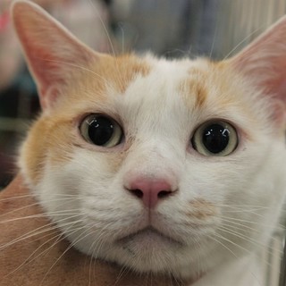 成猫　ちくわっぽい柄の男の子の画像