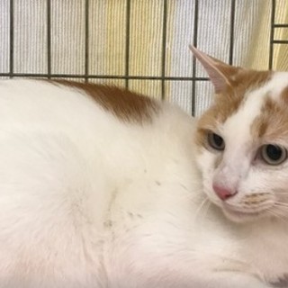 成猫　ちくわっぽい柄の男の子 - あま市