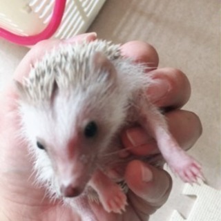 生後2ヶ月半のハリネズミ 里親募集の画像