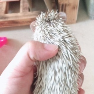 生後2ヶ月半のハリネズミ 里親募集 - その他