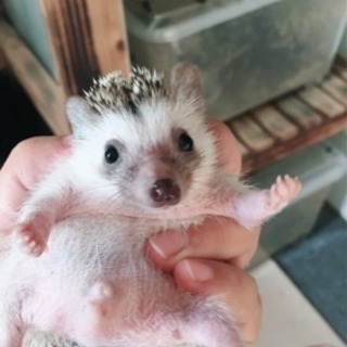 生後2ヶ月半のハリネズミ 里親募集 - 北諸県郡