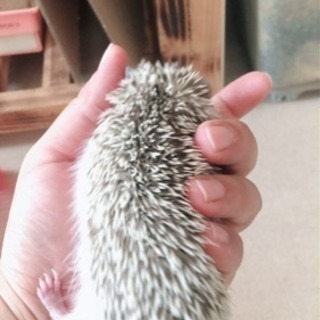 生後2ヶ月半のハリネズミ 里親募集 − 宮崎県