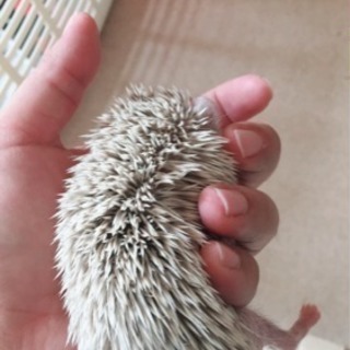 生後2ヶ月半のハリネズミ 里親募集 - 里親募集