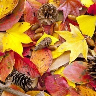 ✨✨🍂秋からの趣味作り🍂✨✨