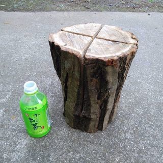 広葉樹クリのスウェーデントーチ(スウェディッシュトーチ)！中低サ...