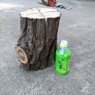 広葉樹クリのスウェーデントーチ(スウェディッシュトーチ)！中低サイズ。茨城県潮来市。の画像