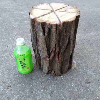 広葉樹クリのスウェーデントーチ(スウェディッシュトーチ)！中低サイズ。茨城県潮来市。の画像