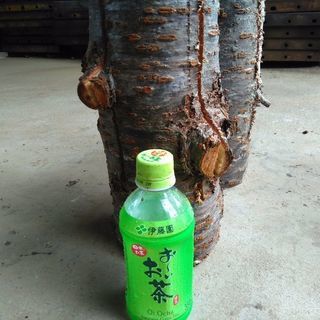 広葉樹オオシマザクラのスウェーデントーチ(スウェディッシュトーチ)！細め。茨城県潮来市。の画像