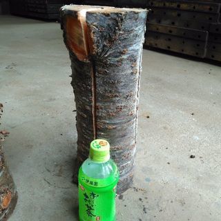 広葉樹オオシマザクラのスウェーデントーチ(スウェディッシュトーチ)！細め。茨城県潮来市。の画像