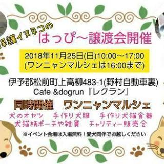 保護犬猫の譲渡会&ワンニャンマルシェ開催の画像