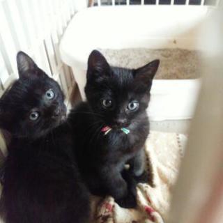 活発な③兄妹😸🎵(残りクロ😸①匹)