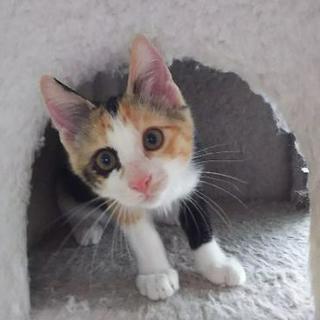 人懐こく可愛いすぎる三毛ちゃん