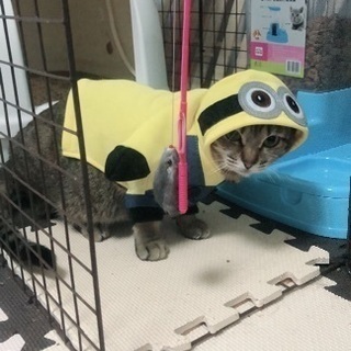 猫の里親探しています
