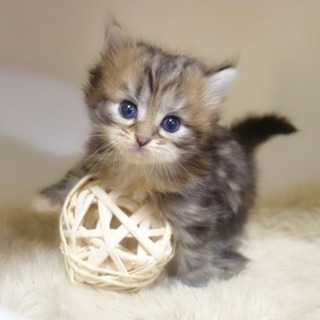 猫専門のブリーダーです。の画像