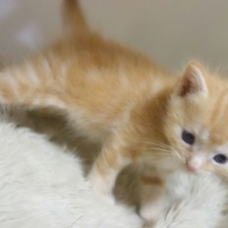 猫専門のブリーダーです。 − 福岡県