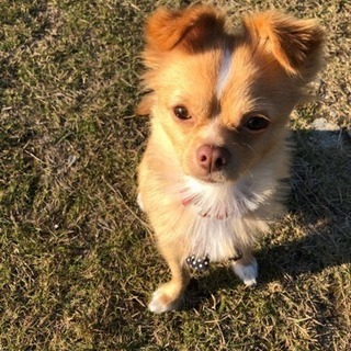 犬友募集(⁎˃ᴗ˂⁎)♥️
