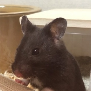 クロクマ  ハムスター