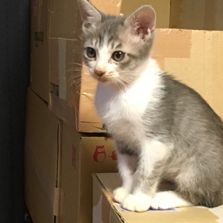 子猫の里親募集です