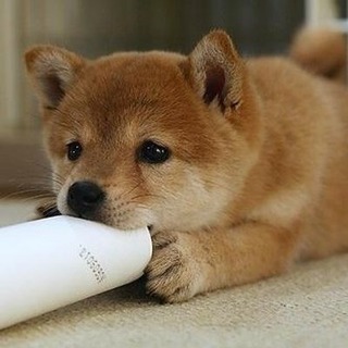 グルチャメンバー募集