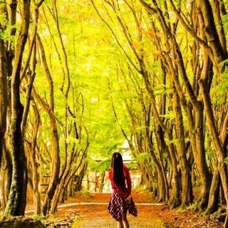 紅葉の写真撮りに行きませんか？