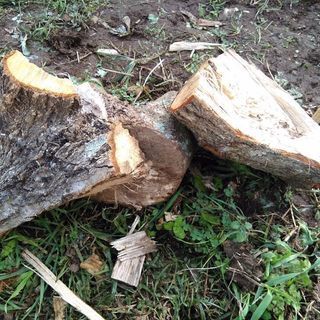 広葉樹ミックス切り落とし系薪！丸１年乾燥。茨城県潮来市。1kg35円。の画像