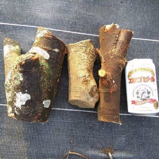 広葉樹ミックス切り落とし系薪！丸１年乾燥。茨城県潮来市。1kg35円。の画像