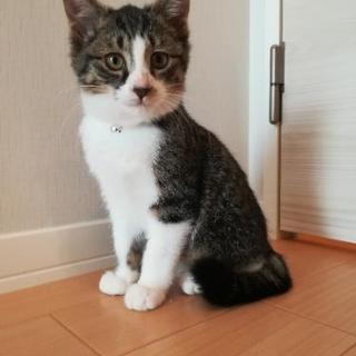 ２ヶ月キジシロくん里親様決定🐱