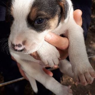 産まれたばかりの雑種犬1匹