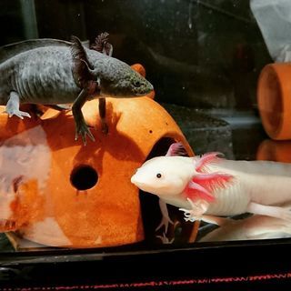 小動物や爬虫類やアクアリウム好きな方