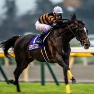 🐎競馬の祭典ジャパンカップを一緒に観戦しませんか?🐎