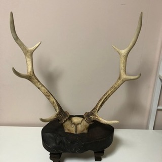 鹿の角の置物(刀、木刀置き)