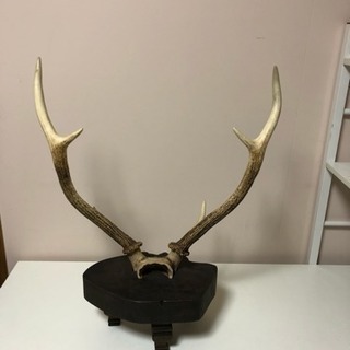 鹿の角の置物(刀、木刀置き)の画像