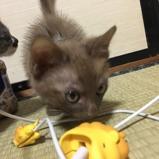 チョコレート色の男の子です   9月生まれ