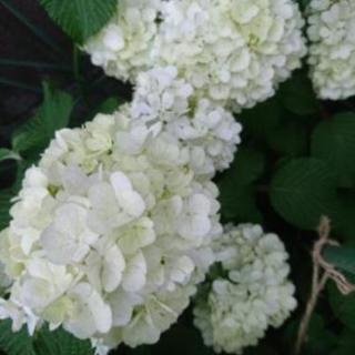 まだまだ在庫あり★オオデマリ 鉢ごと