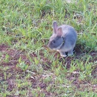 うさぎ