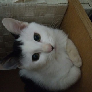 かわいい前髪パッツン☆です