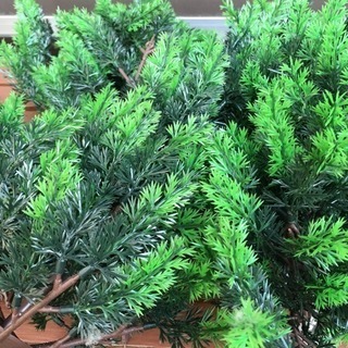 クリスマスツリーの画像