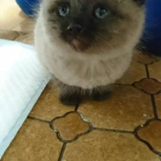 生後１ヶ月～ぐらいの元野良子猫ちゃん