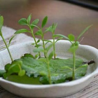 観葉植物🍀子宝草 マザーリーフ 🌟多肉植物   