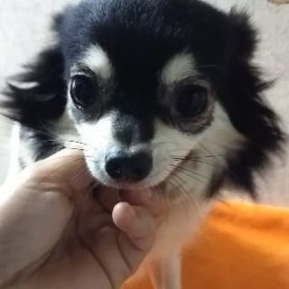 チワワ