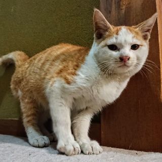 人や猫好きな茶トラ