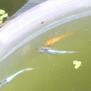 えさ ミジンコの画像