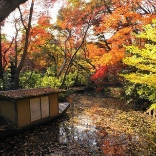 🍂神宮外苑いちょう祭り、🍁根津美術館庭園などのお散歩 - 表参道