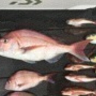 釣り仲間募集（タイラバ・ジギング）
