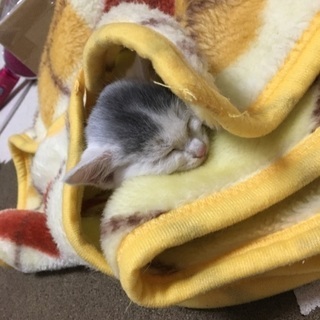 生後推定1カ月の子猫