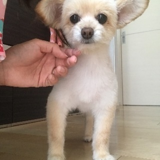 MIX 小型犬