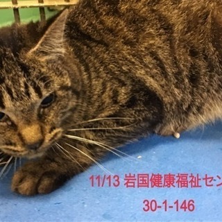 助けて下さい❗️保健所収容ニャンコ