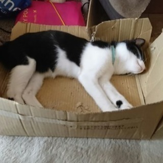 一カ月前にマンションの下で震えてました。