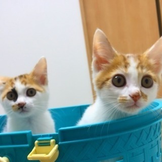 イヌ・ネコ 譲渡会