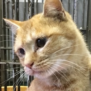 🍀譲渡されました🍀怖がりな茶白ちゃん